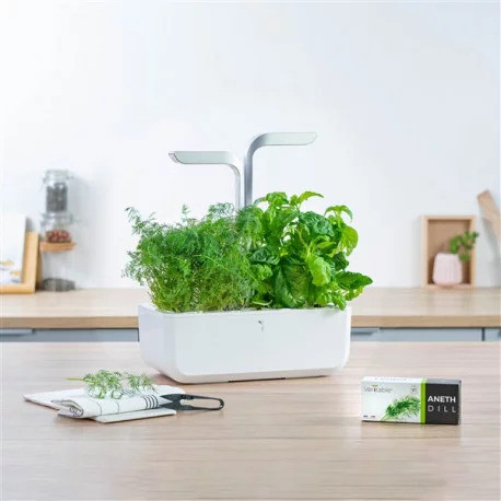 Essbarer Lingot Dill - BIO